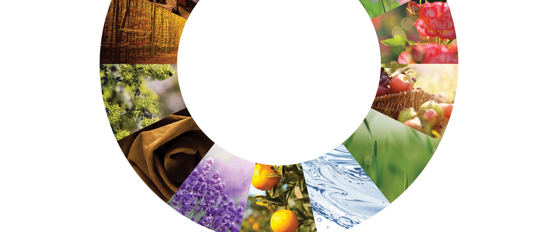 Exploring the World of Floral Scents
